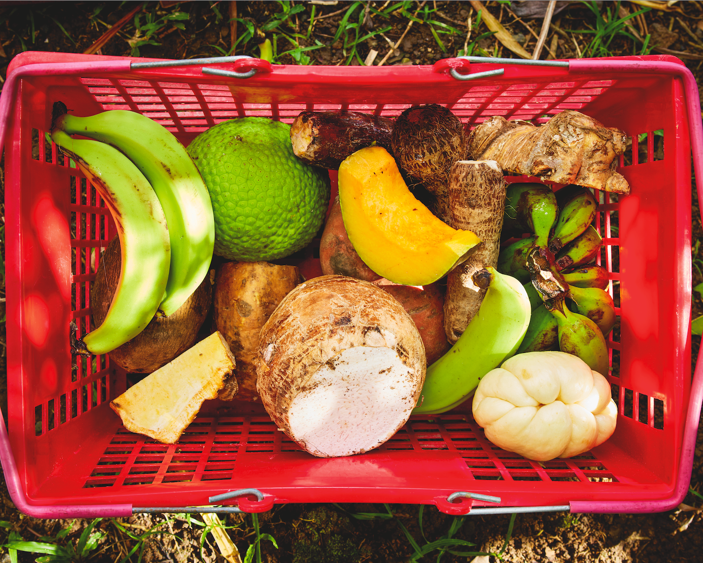 Red basket filled with various root vegetables and fruits on a grassy background